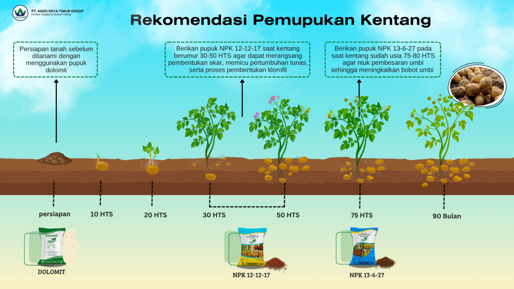 rekomendasi pemupukan kentang