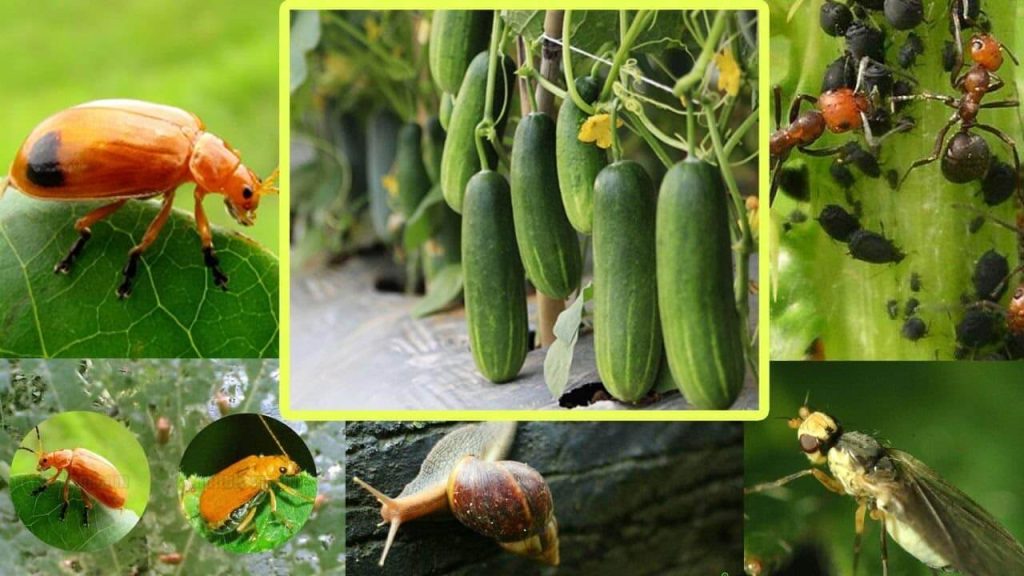 MACAM MACAM HAMA TANAMAN HOLTI