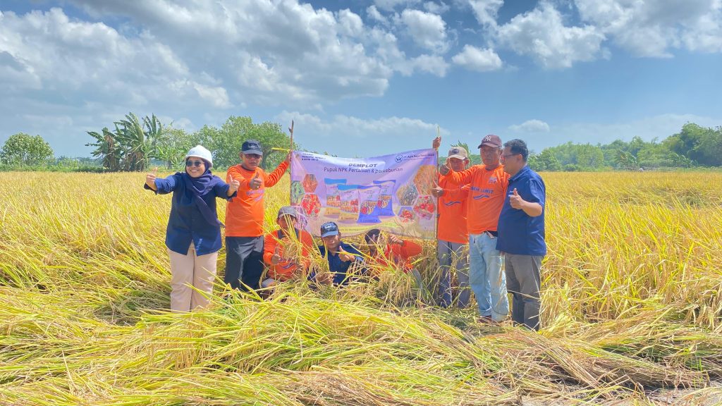 PEMANTAUNA HASIL PANEN MENGGUNKAN PUPUK AGRO BUAH SAWIT DI KARANGBINANGUN, LAMONGAN (1)