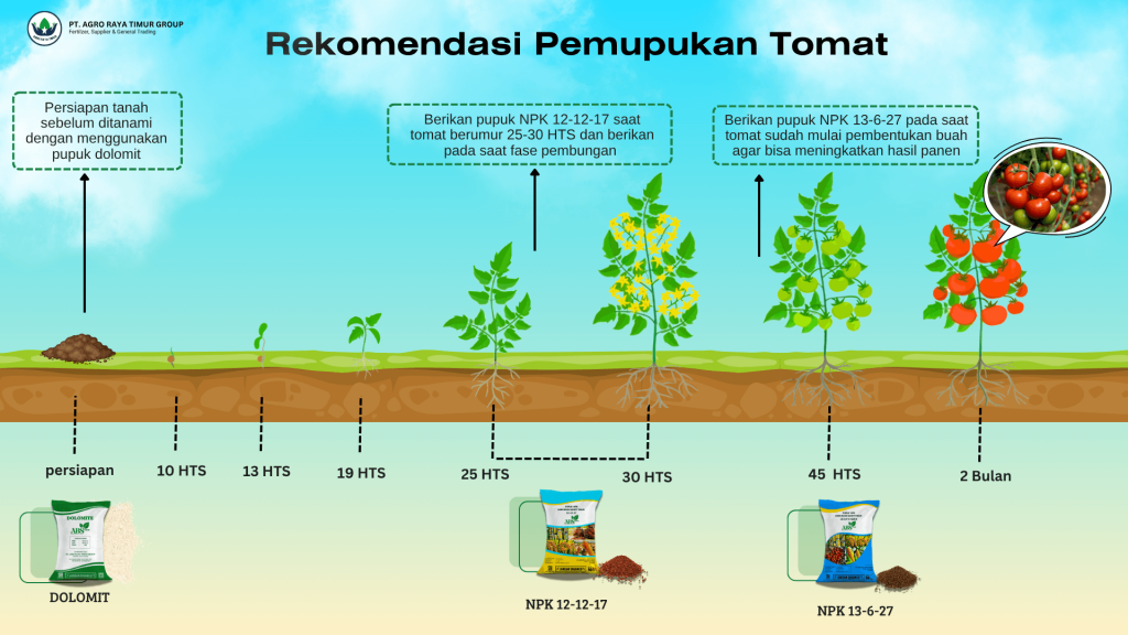 Rekomendasi pemupukan tomat