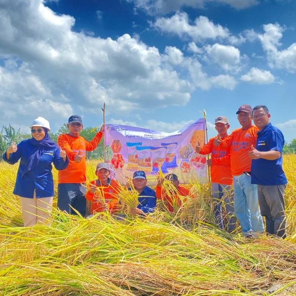 PEMANTAUNA HASIL PANEN MENGGUNKAN PUPUK AGRO BUAH SAWIT DI KARANGBINANGUN, LAMONGAN (2) (1)